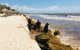 Ramassage des algues sargasses sur la plage de Tulum, le 16 mai 2019 au Mexique