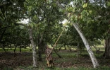 Récolte du cacao à Ambanja, à Madagascar, le 30 novembre 2016