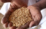 Un agriculteur montre des grains de blé, le 28 mai 2022 à al-Laota, au sud-ouest de Khartoum, au Soudan