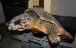 Tortue victime des déchets plastiques (photo Kélonia)