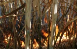 Mardi 3 juillet 20132 - Saint-Denis - Incendie dans des champs de cannes à Domenjod