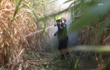 Mardi 3 juillet 20132 - Saint-Denis - Incendie dans des champs de cannes à Domenjod