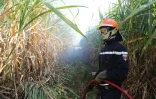 Mardi 3 juillet 20132 - Saint-Denis - Incendie dans des champs de cannes à Domenjod