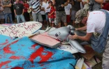 Saint-Denis - Jeudi 26 juillet 2012 - Rassemblement de surfeurs devant la préfecture pour demander des mesures de protection contre les requins