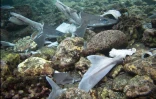 Des cadavres de requins zépines dans le lagon de l'Étang Salé. Ce requin est inoffensif pour l'homme (Photo Vie océane)
