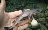 Des cadavres de requins zépines dans le lagon de l'Étang Salé. Ce requin est inoffensif pour l'homme (Photo Vie océane)