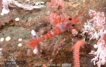 Capture d'écran d'une vidéo publiée par l'Institut océanographique Schmidt et enregistrée par le ROV SuBastian, dans laquelle on peut voir une crevette à 1.271 mètres de profondeur dans le canyon de Mar del Plata, dans la mer Argentine, le 26 juillet 2025
