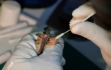 Un chiroptérologue prélève un échantillon de salive d'une chauve-souris, le 9 juilelt 2021 à Noytal-Muzillac, dans l'ouest de la France