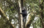 Un chimpanzé dans un arbre au sanctuaire pour chimpanzés orphelins de Tacugama, dans les environs de Freetown, le 24 avril 2025 en Sierra Leone