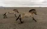 Des chevaux de Przewalski savourent leur liberté dans la réserve de Takhin Tal, dans le sud-ouest de la Mongolie