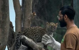 Un soigneur s'occupe d'un jeune léopard dans son enclos du centre de sauvetage de Margalla Wildlife, l'ancien parc zoologique d'Islamabad, le 27 mars 2024 au Pakistan