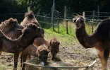 Des chameaux dans un champ de "La Camelerie", une ferme de chameaux à Feignies, le 16 juin 2025 dans le Nord