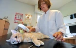 Le docteur Dona Sauvage se prépare à poser une puce électronique à une chatte de la société protectrice des animaux (SPA), le 24 Juin 2011 à Saint-Cyr-Sur-Loire près de Tours. AFP PHOTO/ALAIN JOCARDLe docteur Dona Sauvage se prépare à poser une puce électronique à une chatte de la société protectrice des anaimaux (SPA), le 24 Juin 2011 à Saint-Cyr-Sur-Loire près de Tours. AFP PHOTO/ALAIN JOCARD