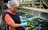 Une usine d'emballage d'avocats à Uruapan, au Mexique, le 19 octobre 2016 