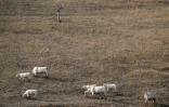 Des vaches dans un champ à Saint-Nizier-sous-Charlieu, près de Roanne, le 15 août 2026