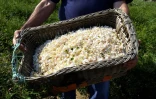Un panier de fleurs de Jasmin utilisées pour fabriquer du parfum, à Grasse le 28 août 2002