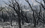 Des arbres calcinés après un incendie de forêt, le 18 août 2022 à El-Tarf, en Algérie