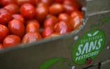 Des tomates cerises produites sans pesticides grâce à la protection offerte par les insectes, dans une ferme adhérente de la coopérative Savéol à Gouesnou, en Bretagne, le 18 mai 2021