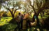 Récolte des olives au domaine d'Aghios Andreas, dans le sud-ouest du Péloponnèse, le 16 décembre 2020 en Grèce