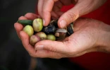 Tri d'olives en Cisjordanie, près du village de Burin, le 22 octobre 2018