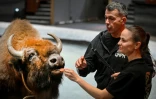 Le dresseur français Ivan Deforge et sa femme russe Maria lors d'une séance de travail avec des bisons d'Europe, au Grand cirsque de Moscou, le 1er octobre 2026
