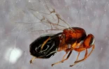 Cette image obtenue auprès de l'université de l'Iowa montre une espèce de guêpe à galles (Bassettia pallida)