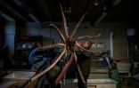 Les deux taxidermistes du Muséum d'histoire naturelle de Paris Christophe Gottini (G) et Vincent Cuisset restaurent un calamar géant le 12 mars 2019