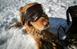 Un chien d'avalanche lors d'un entraînement à la station de ski de La Rosière, le 4 février 2025 en Savoie