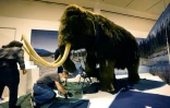 Un mammouth laineux (Mammuthus primigenius) dans le musée d'Histoire naturelle américain de New York lors d'une exposition sur "Le monde secret des éléphants" le 23 octobre 2023
