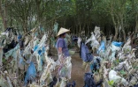 Une Vietnamienne marche dans une forêt côtière dont les arbres sont jonchés de plastique, le 18 mai 2018 à Thanh Hoa province, à 150 km au sud de Hanoï.