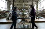 Déménagement de spécimens avant des travaux au sein de la Galerie de Paléontologie et d'Anatomie comparée du Muséum national d'Histoire naturelle, le 22 janvier 2026 à Paris 
