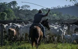 Un éleveur conduit du bétail à Sao Felix do Xingu, dans le nord du Brésil, le 18 juin 2025
