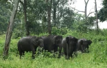 Un groupe d'éléphants sauvages le 17 septembre 2021 dans la réserve du Mudumalai Tiger (Inde)