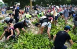 Des manifestants arrachent des plants de muguet pour les remplacer par des graines de sarrasin lors d'une manifestation organisée par "Les Soulèvements de la terre", le 11 juin 2023 à Saint-Philbert-de-Grand-Lieu (Loire-Atlantique) 