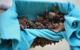 Des chauves-souris   recueillies par Nora Lifschitz dans un repaire de la vallée d'Elah le 22 juin 2016 en Israël