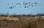 Des grues cendrées volent au-dessus du Sambuc, près d'Arles, en Camargue, le 27 février 2025