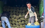 Des ouvriers chargent des paniers de durians dans un camion, le 15 août 2026 dans la province centrale vietnamienne de Dak Lak 