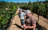 Randy Dunn et son fils Mike inspectent leurs vignes à 2 semaines du début de la récolte, espérant qu'un nouvel incendie ne viendra pas ruiner la récolte comme en 2020