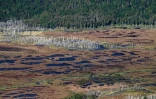 Des arbres de la forêt du parc Karukinka ravagés par des castors, le 10 mars 2021 en Terre de feu, au sud du Chili