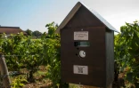 La "Notiphy Box" permet aux promeneurs et aux personnels de savoir qu'une parcelle de vigne vient d'être traitée aux pesticides, le 2 août 2018 à Mersault, en Bourgogne