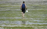 Un homme marche sur la plage de Locquirec, en Bretagne, sui est recouverte d'algues vertes, le 20 juolet 2017.