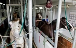Des experts prélèvent du plasma sur des chevaux porteurs d'anticorps au coronavirus, à l'institut Clodomiro Picado, à San Jose, au Costa Rica, le 21 septembre 2020