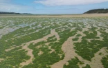 La plage de Saint-Michel-en-Grève couverte d'algues vertes le 24 mai 2024
