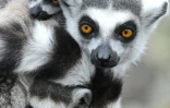 Un lémur catta avec ses jumeaux dans le zoo d'Eberswalde dans l'est de l'Allemagne le 24 mars 2014