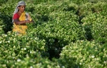 Récolte du jasmin dans un champ près de Madurai, en Inde, le 27 juin 2023