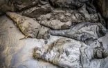Des momies d'animaux découvertes dans une tombe datant de l'ère ptolémaïque, le 5 avril 2019 à Al-Diabat, près de la ville d'Akhmin, en Eqypte