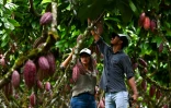 La productrice de cacao Julia Avellan (à gauche) et le technicien agricole Vinicio Angulo contrôlent les cacaoyers dans une ferme du canton de Buena Fe, dans la province de Los Rios, en Équateur, le 12 juin 2024