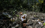 Des déchets plastiques, dans la mangrove Juan Diaz, à Panama, le 14 mars 2022