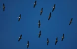 Des grues cendrées volent au-dessus du Sambuc, près d'Arles, en Camargue, le 27 février 2025