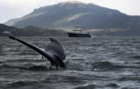 Une baleine Ă bosse dans le canal de Beagle, au Chili, le 29 novembre 2021